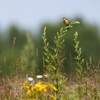 Луговой чекан :: Андрей Молодов