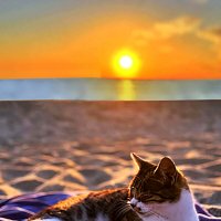 ОТДЫХАЮЩИЙ :: Анатолий Малобродский