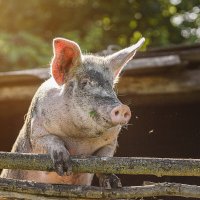 Свинья :: Alex Bush Свинья :: Alex Bush