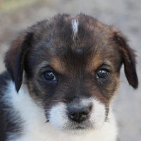 Полканыч :: Олегъ Петрович