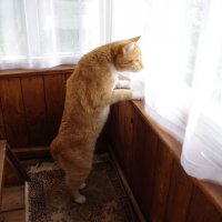 Любопытство :: Сергей Швечков