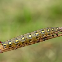 *** :: Viktor Makarov *** :: Viktor Makarov