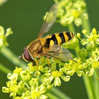 *** :: Viktor Makarov