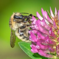 *** :: Viktor Makarov