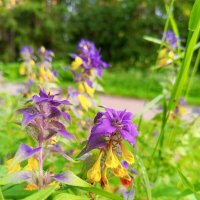 Иван-да-марья :: Сапсан 