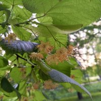 Липа :: Сапсан 