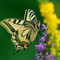 из снятого сегодня 5 :: Александр Прокудин