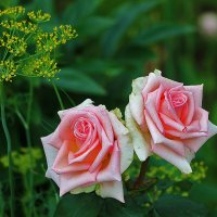 Парочка июльских красавиц :: Светлана Парочка июльских красавиц :: Светлана