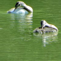 Утята чомги :: Александр Чеботарь Утята чомги :: Александр Чеботарь