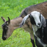 Завсегдатаи Орловского парка :: Наталья Герасимова Завсегдатаи Орловского парка :: Наталья Герасимова