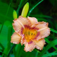 Городские цветы. :: Милешкин Владимир Алексеевич Городские цветы. :: Милешкин Владимир Алексеевич