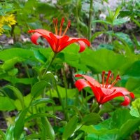 Городские цветы. :: Милешкин Владимир Алексеевич Городские цветы. :: Милешкин Владимир Алексеевич