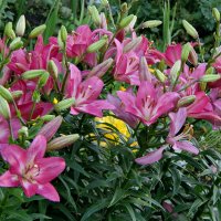 Лилии умытые дождем. :: сергей ермошкин