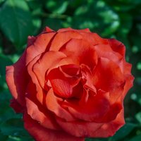 Роза :: Анатолий Чикчирный Роза :: Анатолий Чикчирный