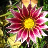 Газания :: Victoria 