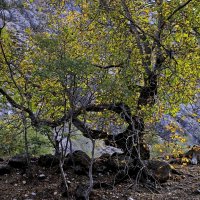 ПО НИЗАМ. :: Виктор Осипчук