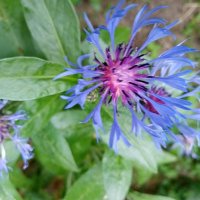 Цветы. :: Владимир Драгунский