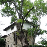 Ботанический сад Балчик :: Натали 