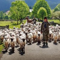 пастух веде отару на сніданок :: Степан Карачко