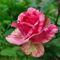 Королева цветов :: Валентина Богатко 