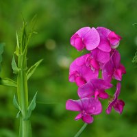 Душистый горошек :: Светлана Душистый горошек :: Светлана