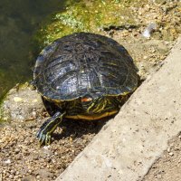 Черепашка :: Валентин Семчишин Черепашка :: Валентин Семчишин