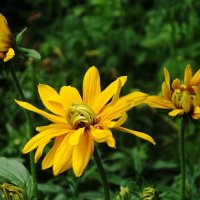 Рудбекия :: Рита Симонова