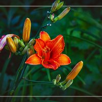 Этюд с лилией :: Владимир Кроливец Этюд с лилией :: Владимир Кроливец