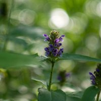 ___ :: Yuriy V ___ :: Yuriy V