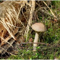 С подберезовиком... :: Aleksandr Gal