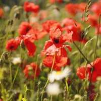 *** :: Елена Kазак (selena1965) *** :: Елена Kазак (selena1965)