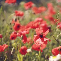 *** :: Елена Kазак (selena1965) *** :: Елена Kазак (selena1965)