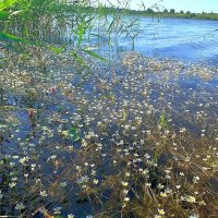 Кружевное чудо на воде. :: Ольга Довженко