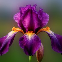 Ирис :: Aleksey Afonin