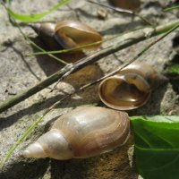 Ракушки прудовиков :: Anna Ivanova