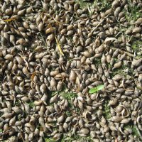 Ракушки прудовиков :: Anna Ivanova Ракушки прудовиков :: Anna Ivanova