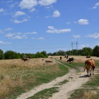 Мои дороги. :: Виктор 