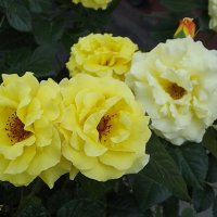 Жёлтые розы :: Freddy 97