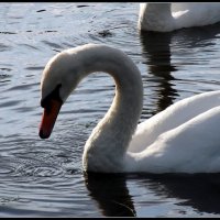 Лебеди на Елагином острове...СПБ... :: vadim 