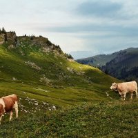 summer :: Elena Wymann