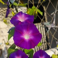 Летние фонарики :: Татьяна Пальчикова Летние фонарики :: Татьяна Пальчикова