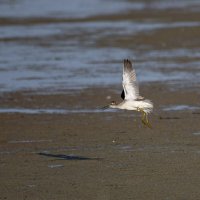 Поручейник :: Barguzin_45 Иваныч