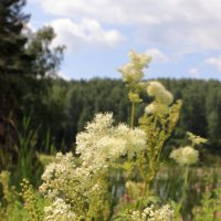 Таволга вязолистная :: Александр Николаев