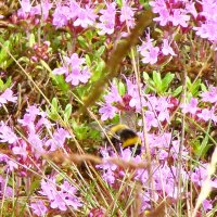 на опушке леса :: gawrilа - dan