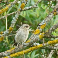 слеток лугового чекана :: gawrilа - dan