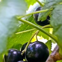 *** :: Светлана Кузнецова