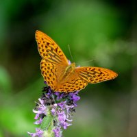 из вчерашней съёмки 3 :: Александр Прокудин из вчерашней съёмки 3 :: Александр Прокудин