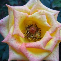 Роза :: Victoria 