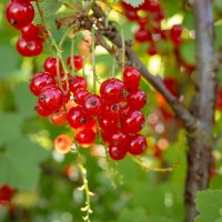 Красная смородина на кусте :: Александр Синдерёв