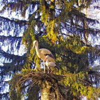 Как живые. :: VasiLina *